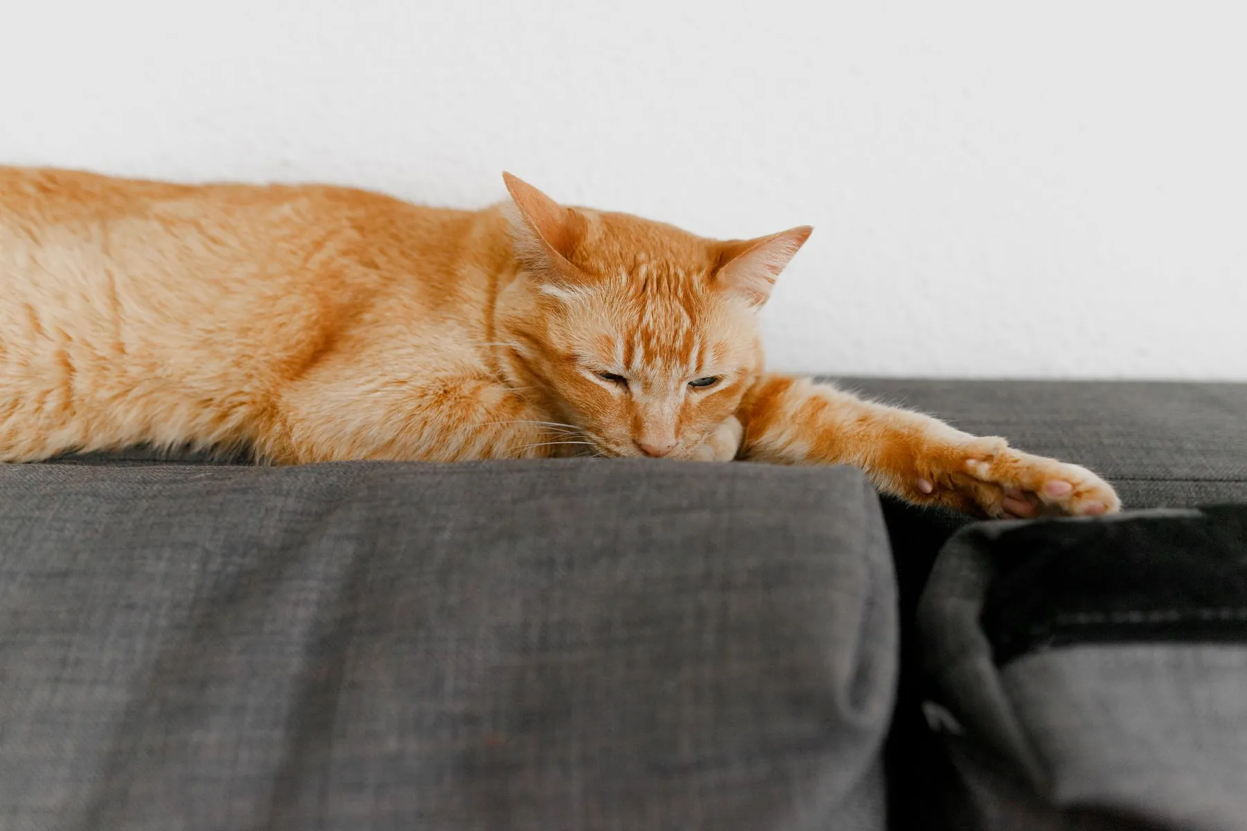 A ginger cat lying on a grey sofa